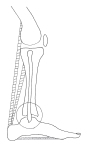 How the leg functions as a lever